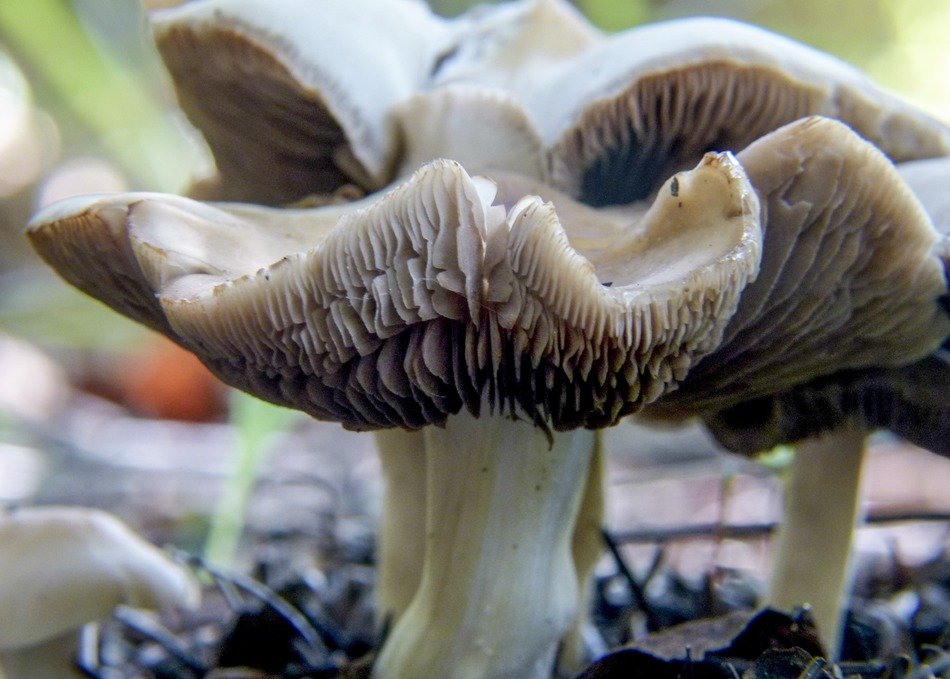 cluster of deceptive milkcaps