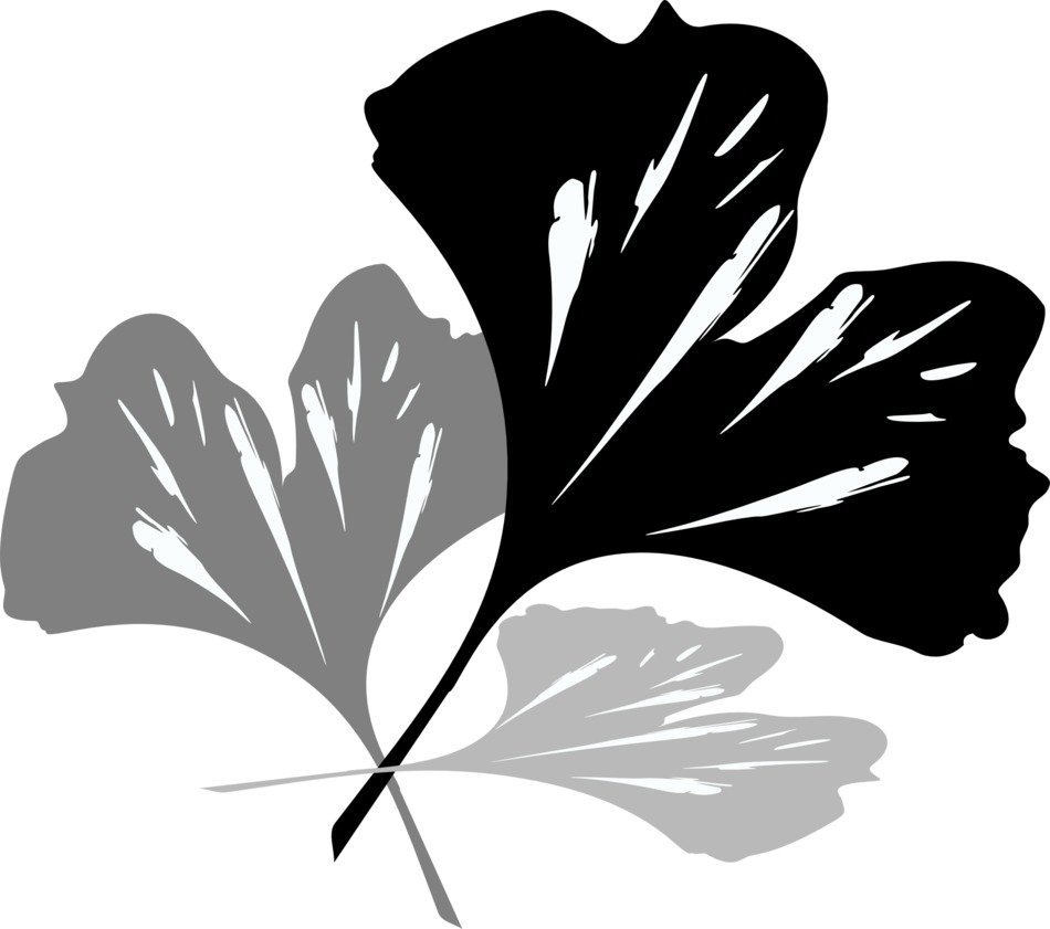 Black and grey ginkho biloba clipart
