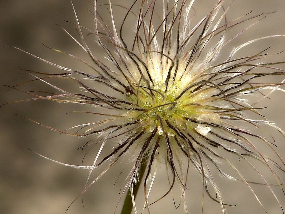 nappy flower in nature