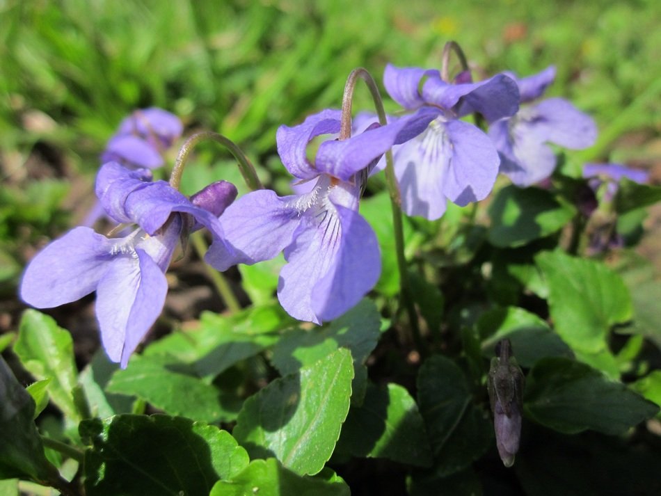 purple wood violet