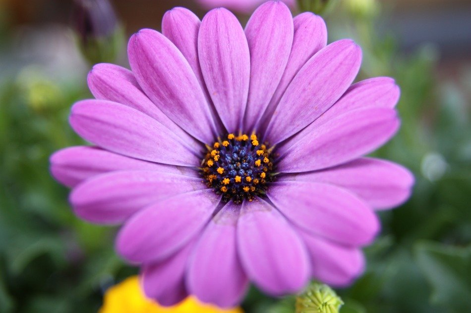 purple cape flowers