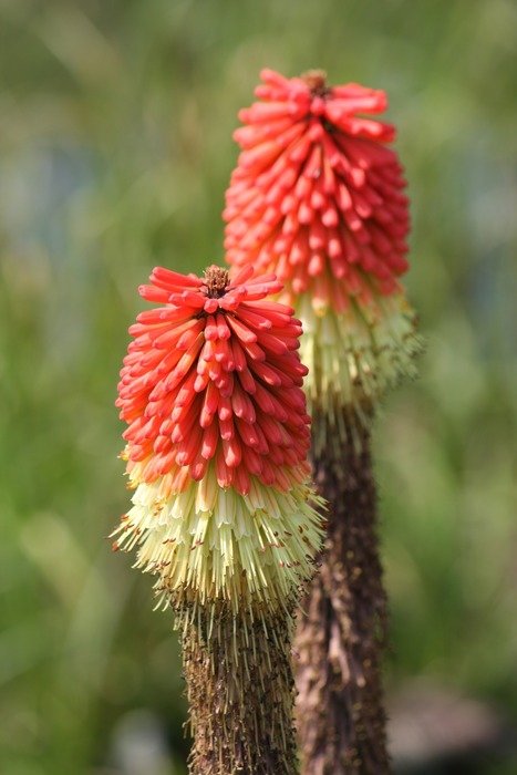 red hot poker flowers close-up