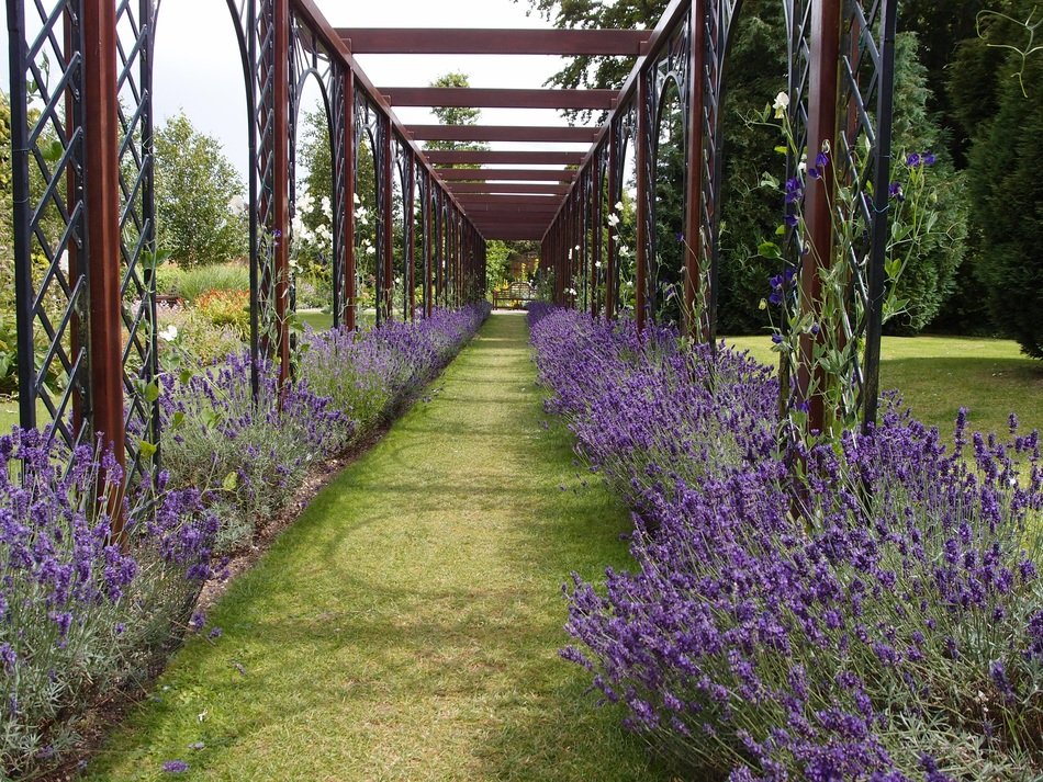 purple lavender along metal arches