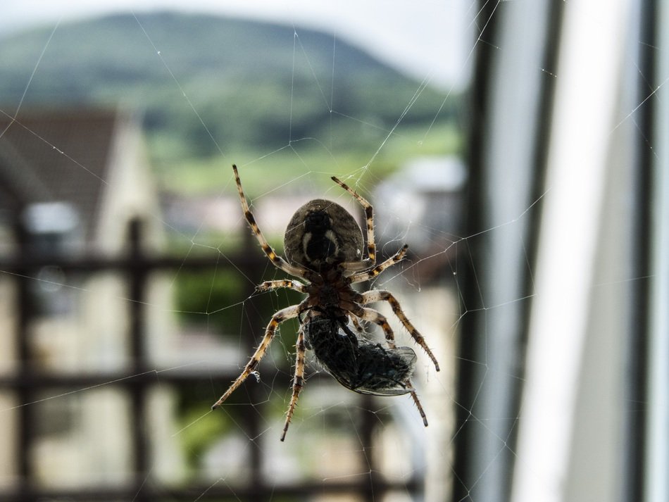 Close-up of the colorful spider on the window