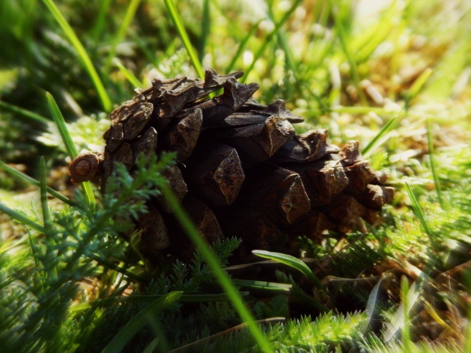 cone in green spring grass macro
