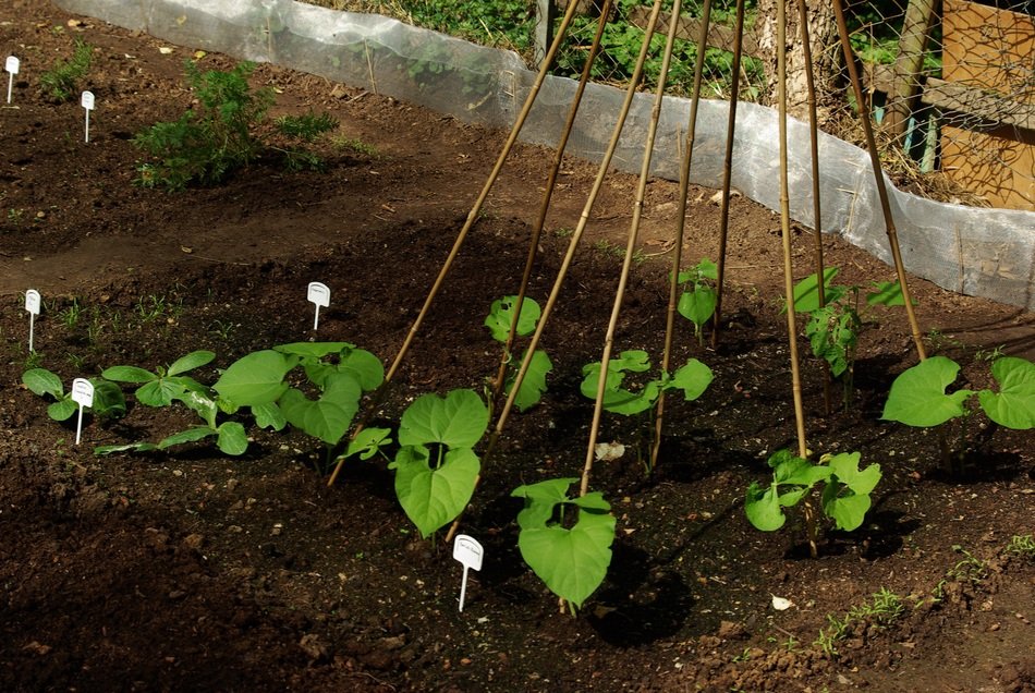 beans plants in wet earth