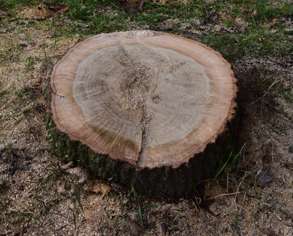 Picture of the tree stump