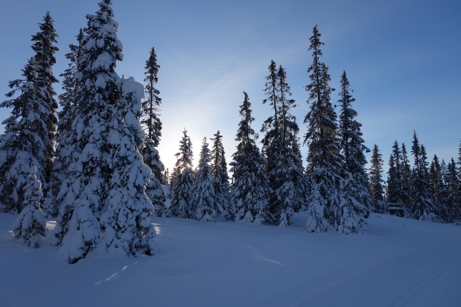 snowy winter in forest, norway, lillehammer, hafjell