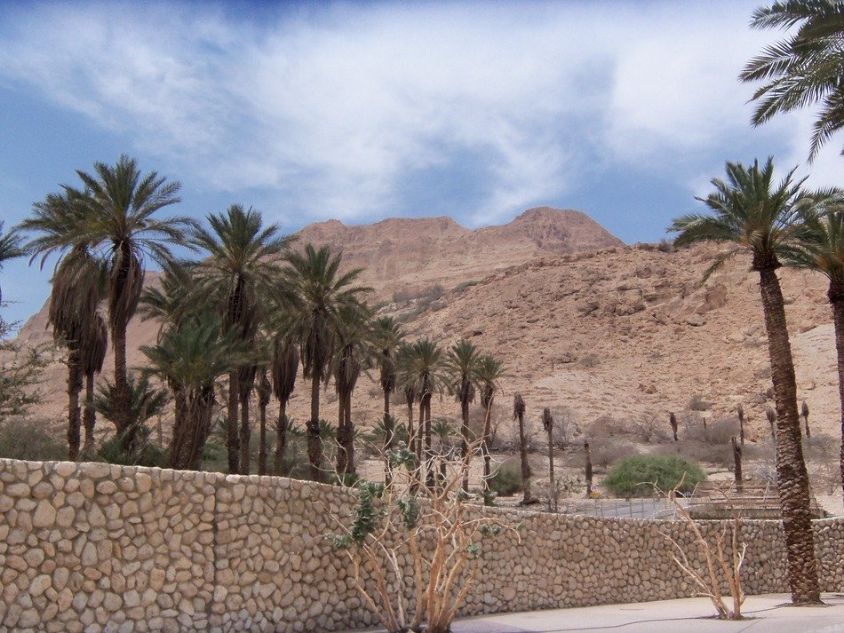 date tree alley in Israel
