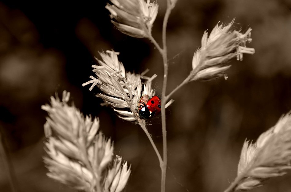 picture of the ladybug is on flower