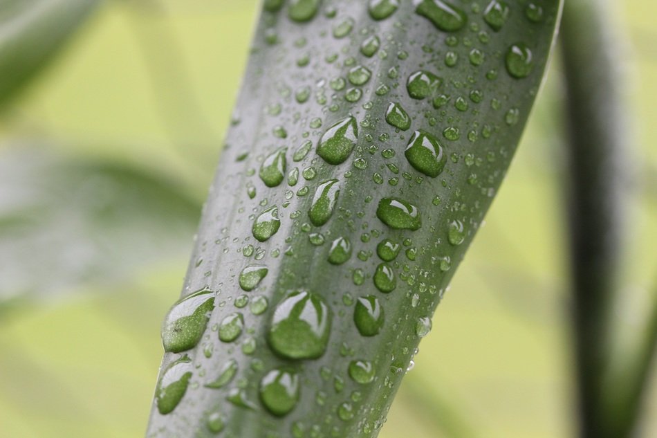 A lot of the raindrops on the leaf