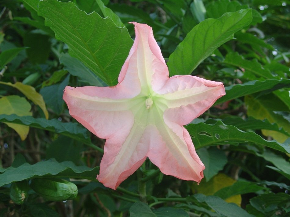 impressive thailand bloom