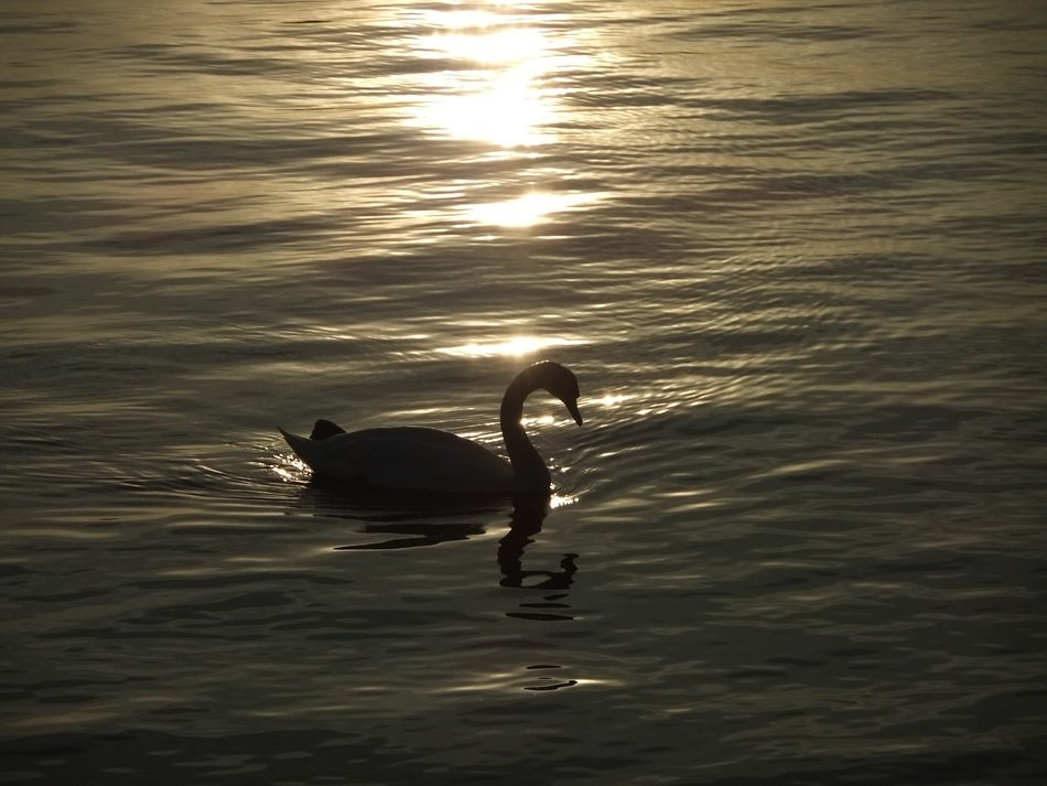 swan on the water in the rays of the evening sun