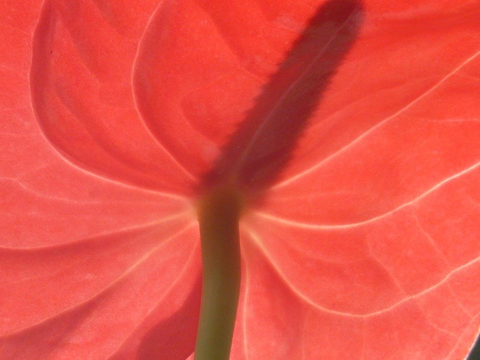 bottom view of the Anthurium