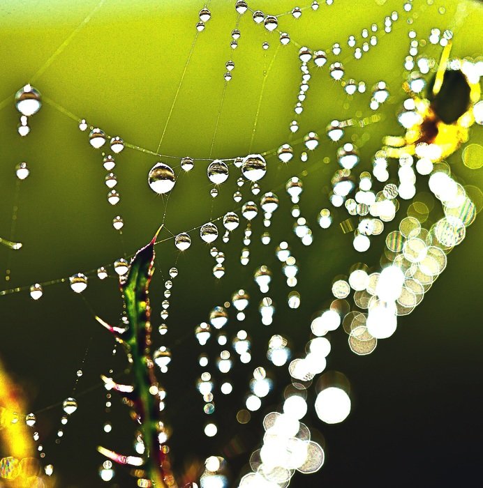 beautiful and delightful drops of water