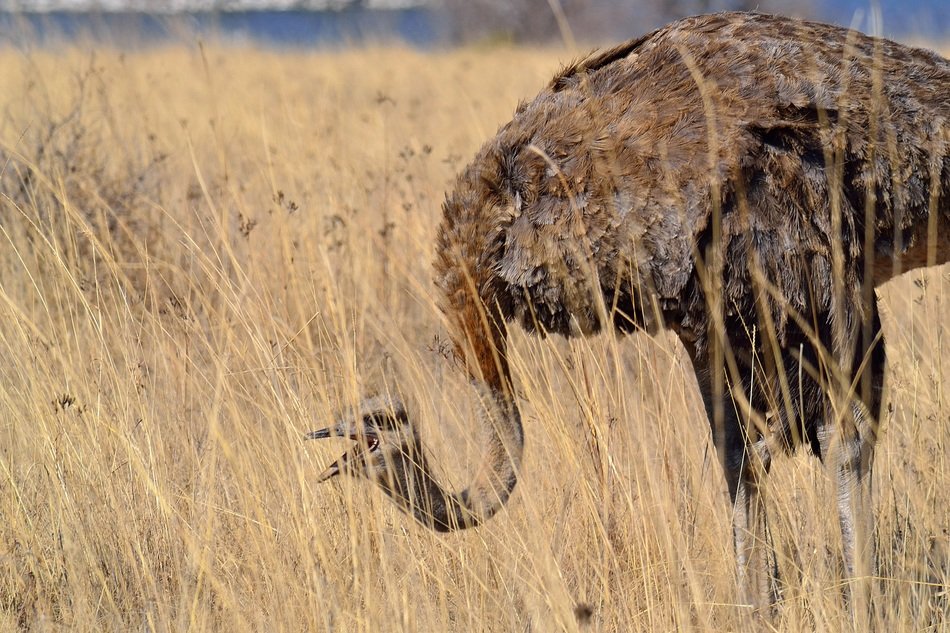 ostrich among dry grass