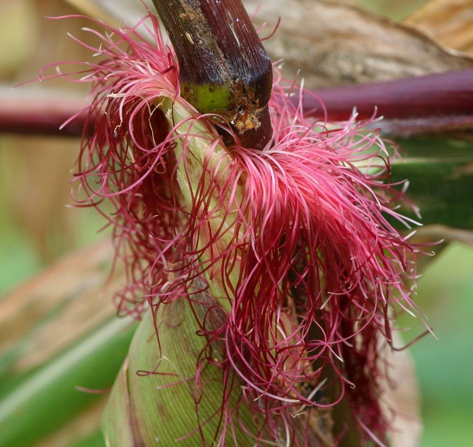 corn with tendrils on the stem