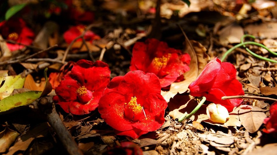 closeup photo of red camellia flowers on the ground in winter