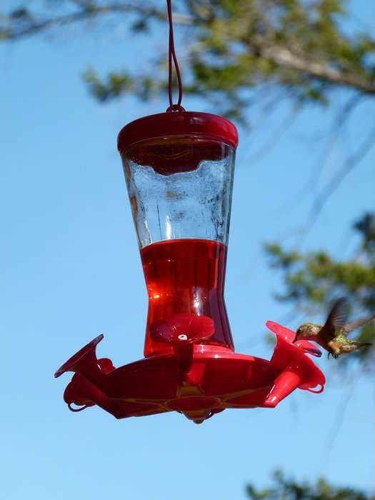 Red bird feeding station in Canada