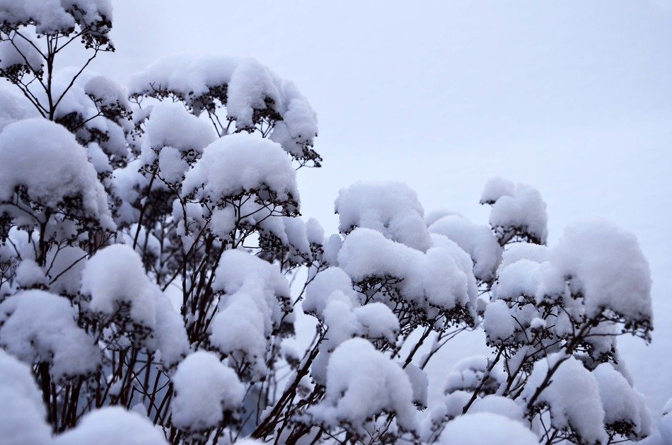 very beautiful bushes