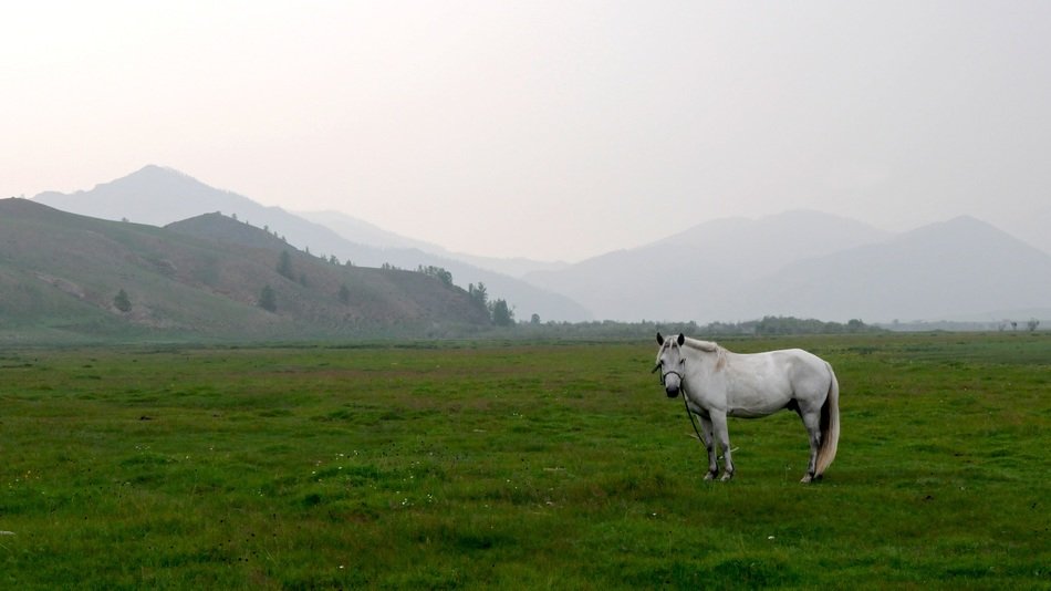 white horse in the steppe