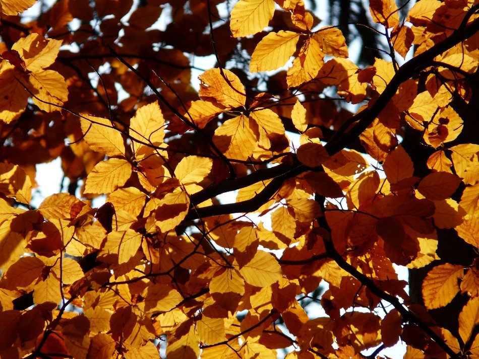 branch with yellow leaves in bright light