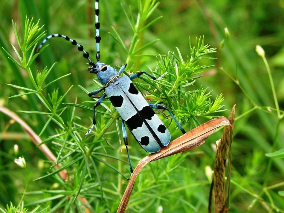 carpathian insect in the wildlife on a blurred background