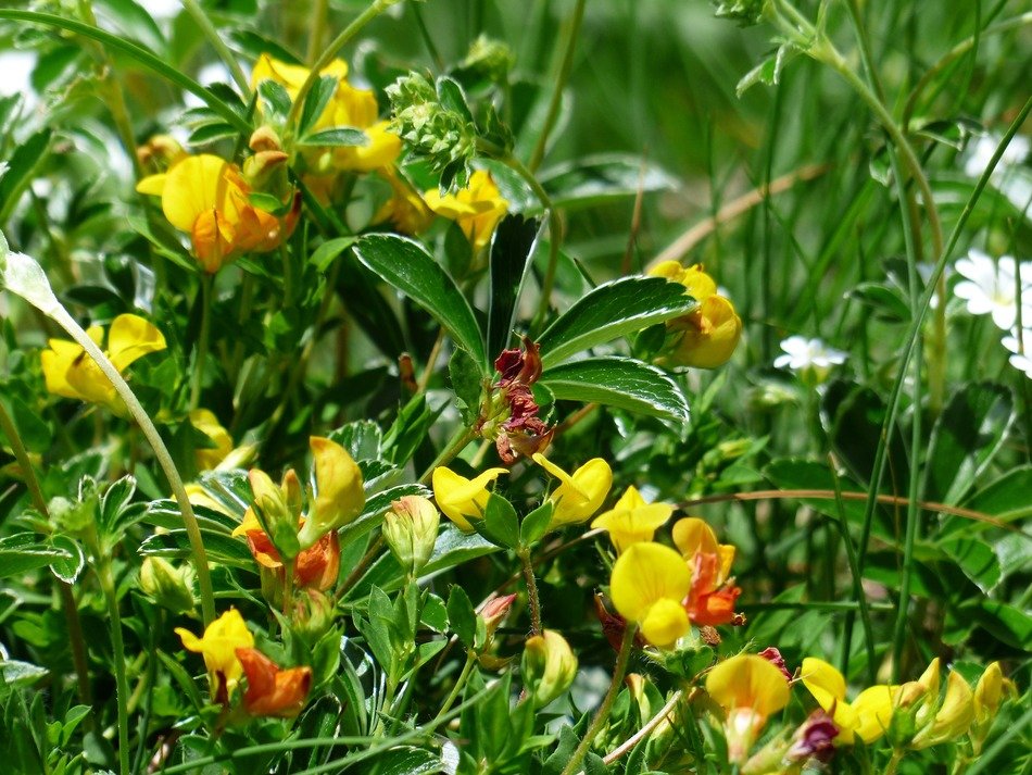alpenhorn clover