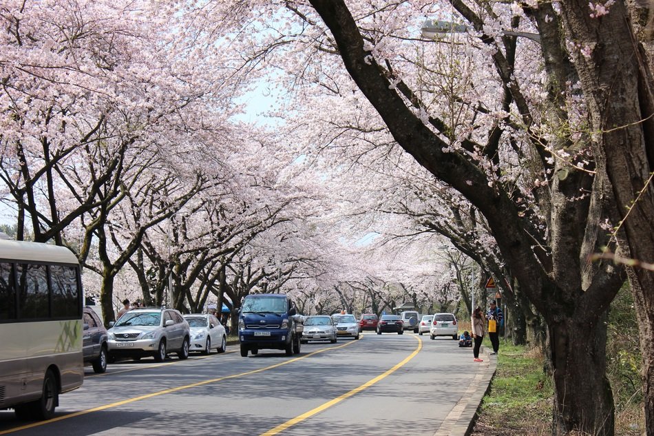 traffic on road beneath beautiful blooming cherry trees, korea, jeju island