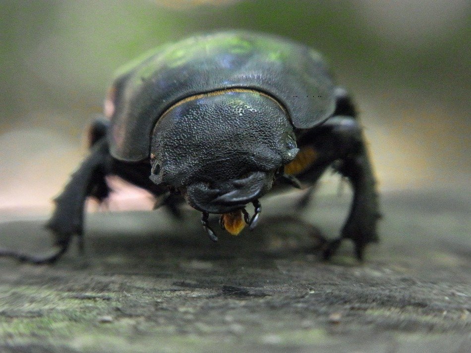 beetle lucanus servus close-up