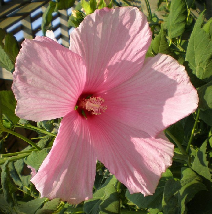 pink hibiscus on a background of green grass