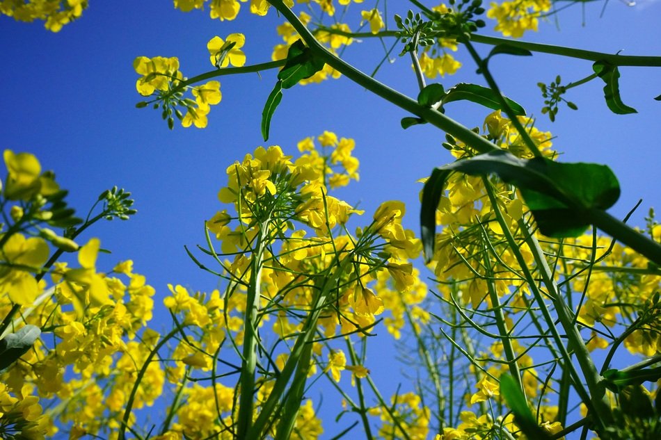 photo of rapeseed flower bottom view