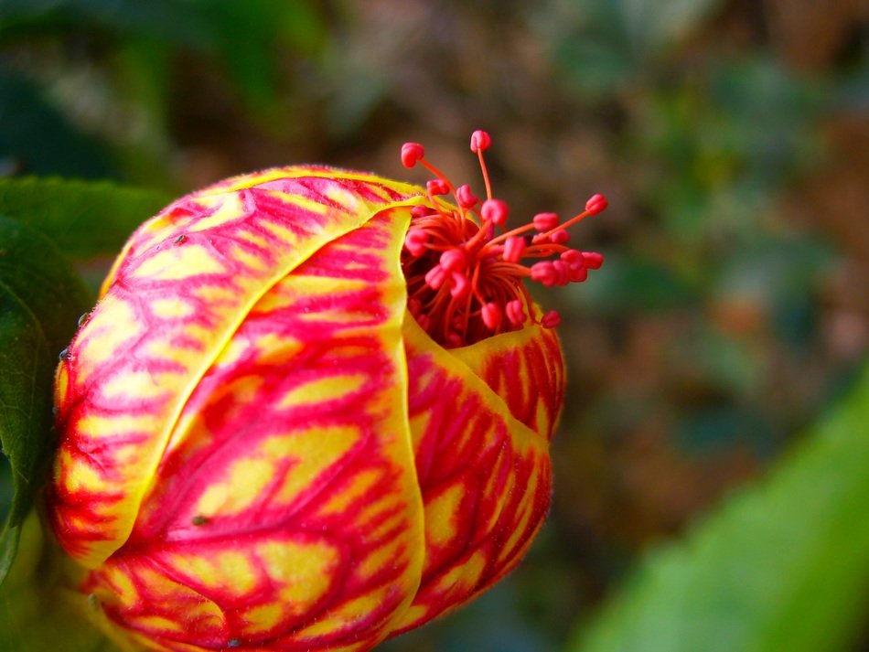 bright forest flower as a button
