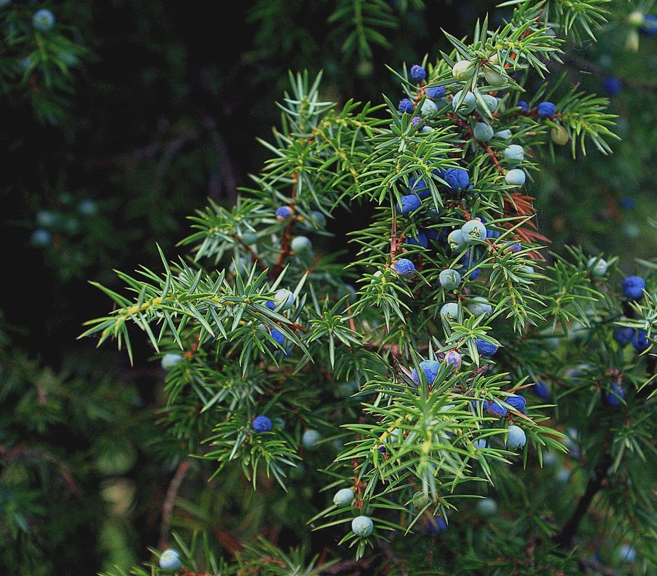 junipers with blue fruits