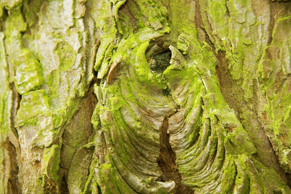 green moss on the tree bark