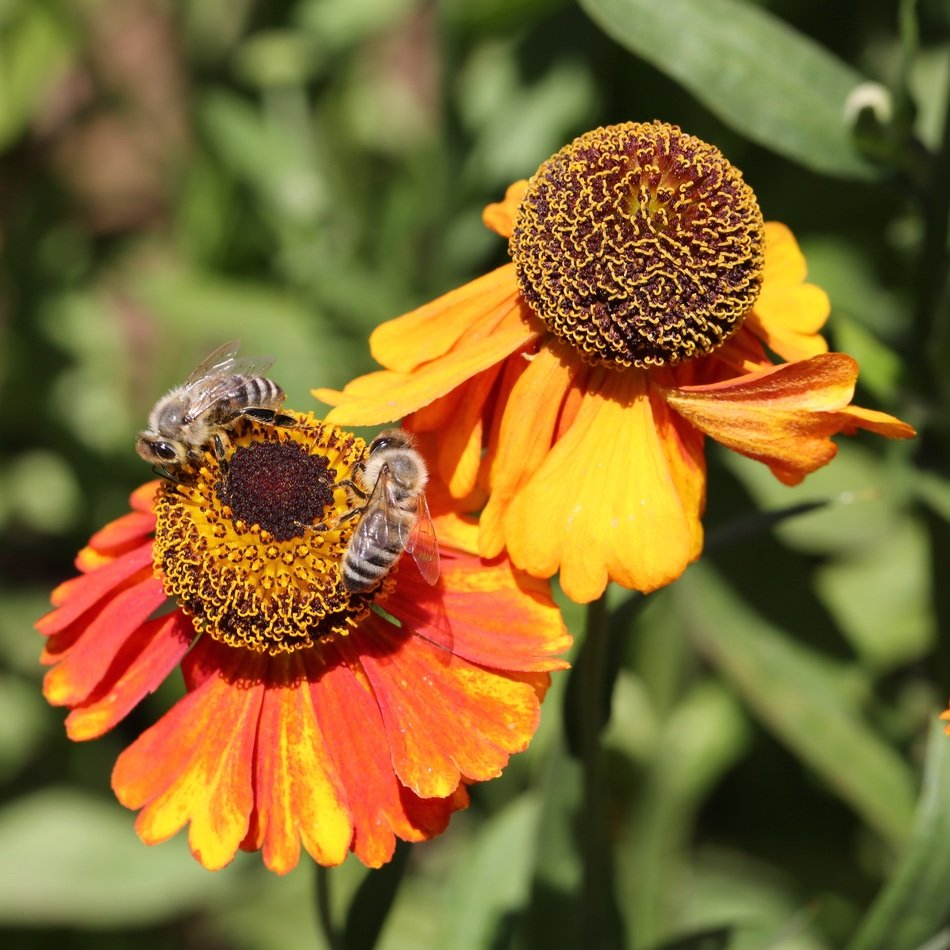 bees on Aster