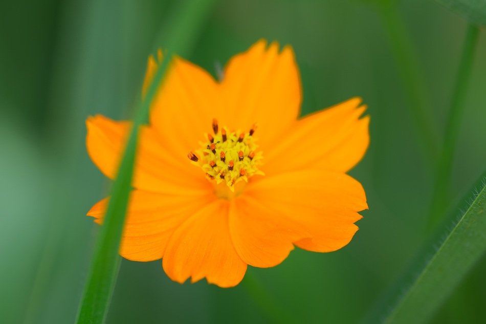 Closeup picture of cosmos flower