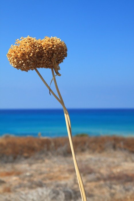 flower on the ocean