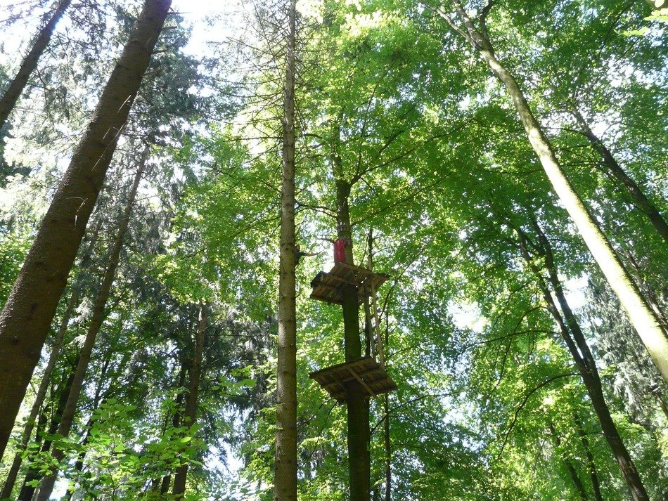 High ropes course in climbing forest