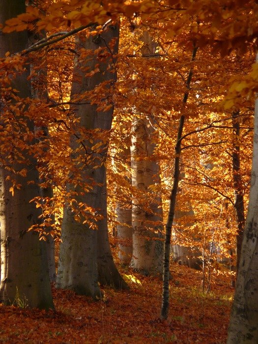 golden autumn in the forest