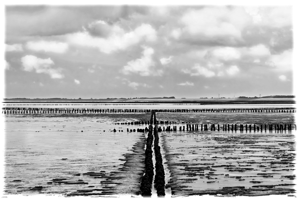 coast reclamation of the wadden sea