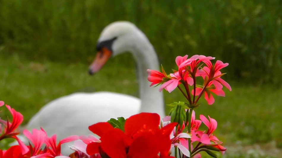 unimaginable red blossom and swan