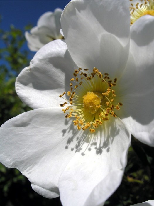 apple flower on a tree in the garden