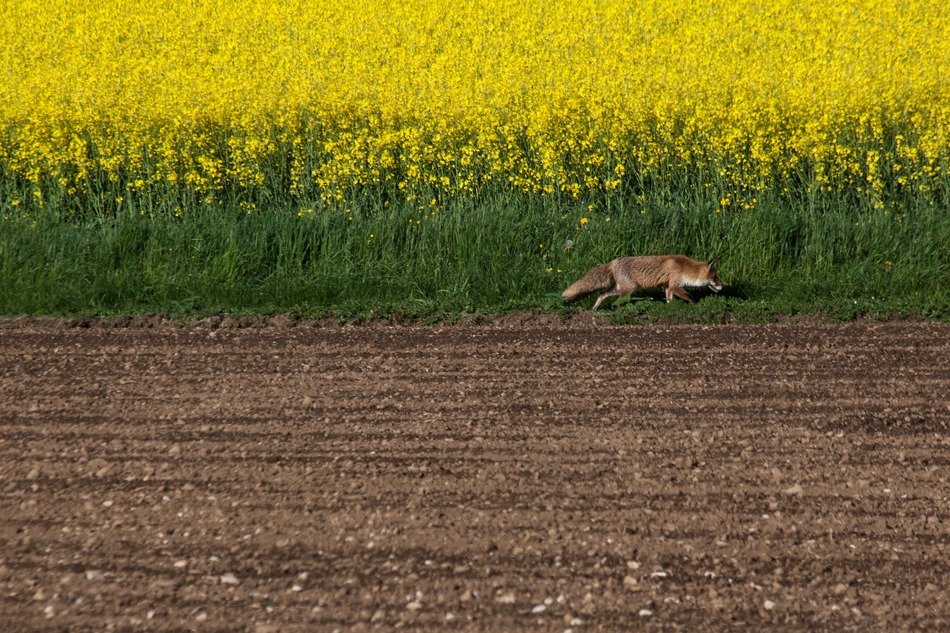 red fox near the yellow field