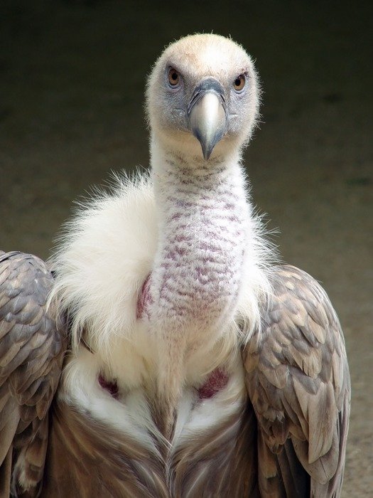 gyps fulvus in nature