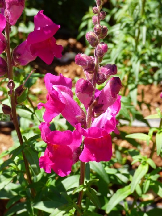 purple flower in the garden in summer