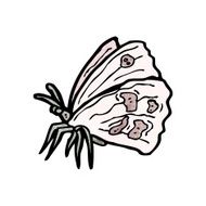 cartoon buttefly N2