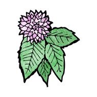 flower and leaf illustration N2