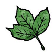 leaf illustration N4