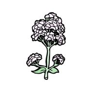 wild flowers cartoon N7